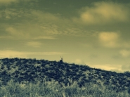 Nome File=gemsbok.jpg
Dimensione File=302KB
Dimensioni=1200x900
Data aggiunta=Lug 19, 2014 gemsbok.jpg