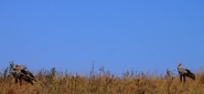 Nome File=serpentario.jpg
Dimensione File=122KB
Dimensioni=1200x555
Data aggiunta=Lug 17, 2014 serpentario.jpg