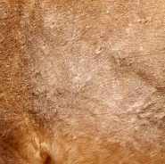 trame_animalier4.jpg trame_animalier4.jpg