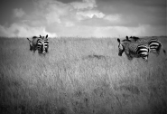 Nome File=zebre3.jpg
Dimensione File=281KB
Dimensioni=1200x819
Data aggiunta=Giu 11, 2014 zebre3.jpg
