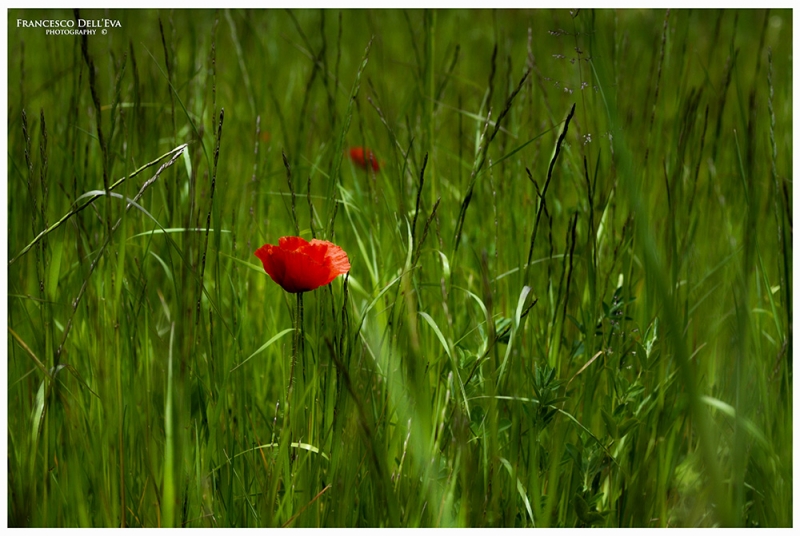 Clicca per l'immagine full size