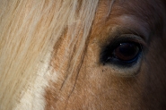 19-cavallo_6_colori.jpg