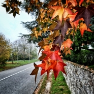 Autumn_20201101_103511-01-02_1200x1200.jpg