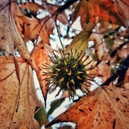 Autumn_20201103_144928-01-01_1200x1200.jpg