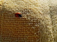 Nome File=Coccinella_P1100860_RT_1200x900.jpeg
Dimensione File=586KB
Dimensioni=1200x900
Data aggiunta=Ott 02, 2015 Coccinella_P1100860_RT_1200x900.jpeg