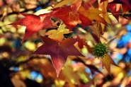 Nome File=ColoriDAutunno_DSC_3433_1200x800.jpg
Dimensione File=239KB
Dimensioni=1200x800
Data aggiunta=Nov 03, 2017 ColoriDAutunno_DSC_3433_1200x800.jpg