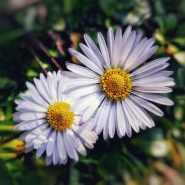Nome File=Daisies_20190323_135108-01_1200x1200.jpg
Dimensione File=247KB
Dimensioni=1200x1200
Data aggiunta=Mar 31, 2019 Daisies_20190323_135108-01_1200x1200.jpg