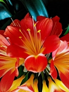 Nome File=Fiori_IMG_20160323_150324_RT_DS_OK_900x1200.jpg
Dimensione File=265KB
Dimensioni=900x1200
Data aggiunta=Mar 24, 2016 Fiori_IMG_20160323_150324_RT_DS_OK_900x1200.jpg