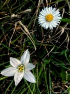Nome File=Fiori_IMG_20180407_153933-01_900x1200.jpg
Dimensione File=223KB
Dimensioni=900x1200
Data aggiunta=Apr 13, 2018 Fiori_IMG_20180407_153933-01_900x1200.jpg