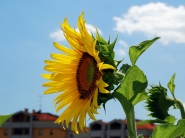 Nome File=Girasoli_DSC_8033_1200x900.jpeg
Dimensione File=289KB
Dimensioni=1200x900
Data aggiunta=Lug 02, 2015 Girasoli_DSC_8033_1200x900.jpeg