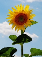 Nome File=Girasoli_DSC_8035_900x1200.jpeg
Dimensione File=285KB
Dimensioni=900x1200
Data aggiunta=Giu 17, 2015 Girasoli_DSC_8035_900x1200.jpeg