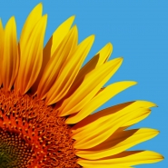 Nome File=Girasoli_DSC_8135_OK_DS_85pct_1200x1200.jpeg
Dimensione File=219KB
Dimensioni=1200x1200
Data aggiunta=Giu 20, 2015 Girasoli_DSC_8135_OK_DS_85pct_1200x1200.jpeg