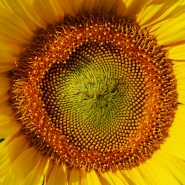 Nome File=Girasoli_DSC_8152_1200x1200.jpeg
Dimensione File=586KB
Dimensioni=1200x1200
Data aggiunta=Giu 18, 2015 Girasoli_DSC_8152_1200x1200.jpeg