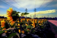 Nome File=Girasoli_DSC_8215_EQL_DS_1200x800.jpeg
Dimensione File=219KB
Dimensioni=1200x800
Data aggiunta=Giu 24, 2015 Girasoli_DSC_8215_EQL_DS_1200x800.jpeg