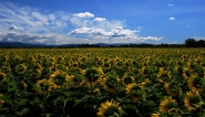 Nome File=Girasoli_DSC_8218_1200x692.jpeg
Dimensione File=381KB
Dimensioni=1200x692
Data aggiunta=Giu 23, 2015 Girasoli_DSC_8218_1200x692.jpeg