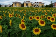Nome File=Girasoli_P1100511_1200x800.jpeg
Dimensione File=474KB
Dimensioni=1200x800
Data aggiunta=Giu 21, 2015 Girasoli_P1100511_1200x800.jpeg