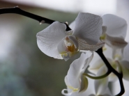 Orchidea_DSC_5143_1200x900.jpg