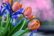 Nome File=Tulips_DSC_0586_1200x675.jpg
Dimensione File=154KB
Dimensioni=1200x800
Data aggiunta=Nov 13, 2024 Tulips_DSC_0586_1200x675.jpg
