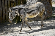 Nome File=Zebra_dsc_0400_RT_TM_1200x800_WB.jpeg
Dimensione File=378KB
Dimensioni=1200x800
Data aggiunta=Nov 12, 2014 Zebra_dsc_0400_RT_TM_1200x800_WB.jpeg