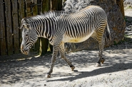 Zebra_dsc_0400_RT_TM_1200x800_WB.jpeg