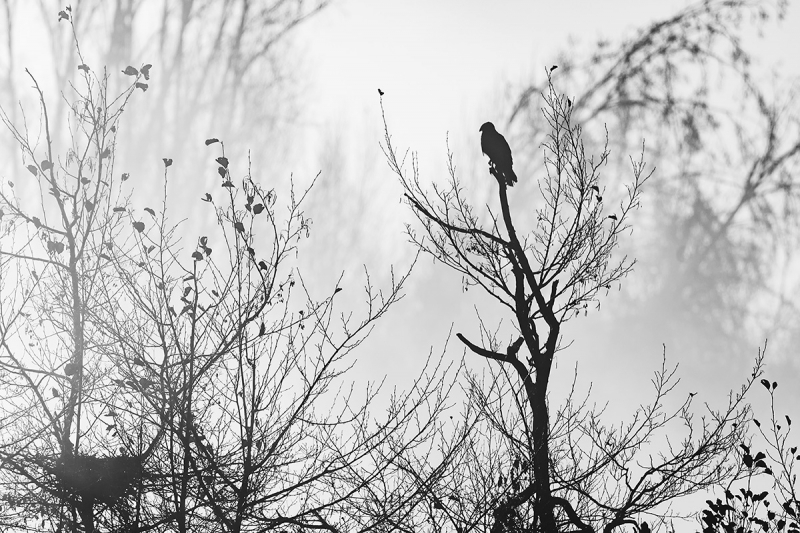 Clicca per l'immagine full size