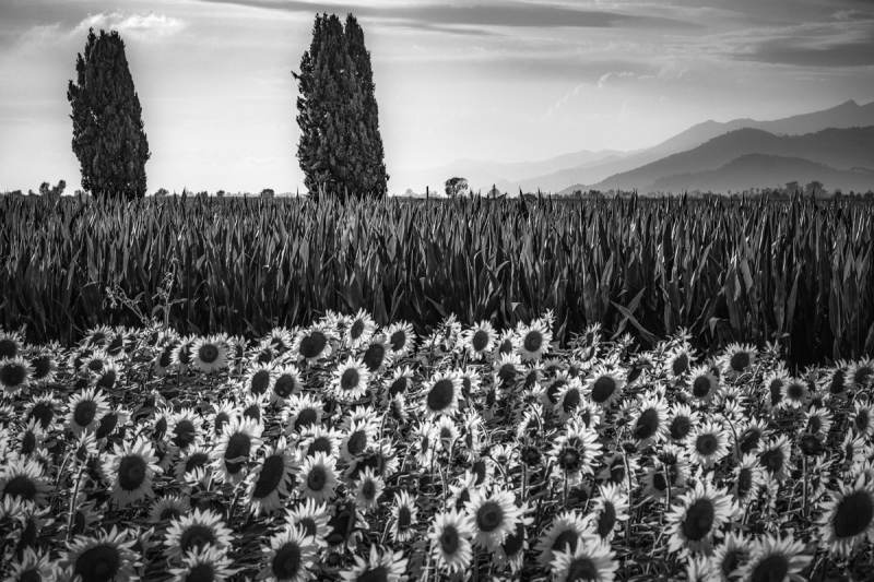 Clicca per l'immagine full size