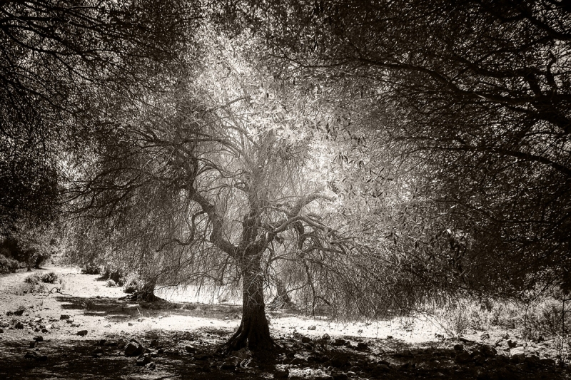 Clicca per l'immagine full size