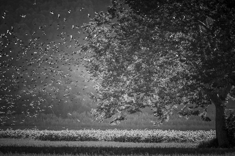 Clicca per l'immagine full size