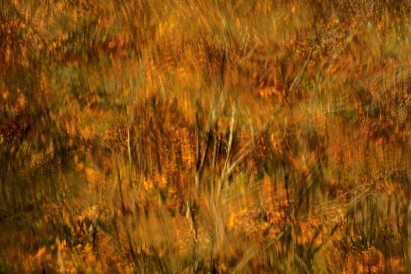 Clicca per l'immagine full size