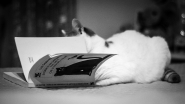 Nome File=CAMY-LIBRO-3.jpg
Dimensione File=499KB
Dimensioni=1200x675
Data aggiunta=Dic 26, 2016 CAMY-LIBRO-3.jpg