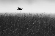 DSC_0325_bnw_mm22.jpg