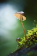 DSC_4092_____[1].jpg