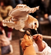 Nome File=Falconeria_Fiorentina.jpg
Dimensione File=449KB
Dimensioni=1075x1150
Data aggiunta=Lug 30, 2013 Falconeria_Fiorentina.jpg