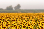 Nome File=GIRASOLI-1.jpg
Dimensione File=592KB
Dimensioni=1000x664
Data aggiunta=Set 12, 2014 GIRASOLI-1.jpg