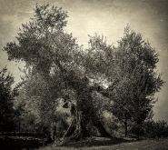 Nome File=Madre-Natura-sepia_tx.jpg
Dimensione File=545KB
Dimensioni=969x865
Data aggiunta=Ott 07, 2016 Madre-Natura-sepia_tx.jpg