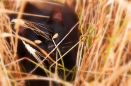 Nome File=Tuscany_Cat.jpg
Dimensione File=569KB
Dimensioni=1200x797
Data aggiunta=Lug 03, 2013 Tuscany_Cat.jpg