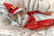 Nome File=buon-natale-camilla-2.jpg
Dimensione File=593KB
Dimensioni=1200x800
Data aggiunta=Dic 24, 2015 buon-natale-camilla-2.jpg