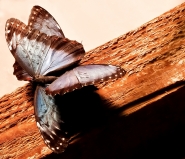 Nome File=butterfly___.jpg
Dimensione File=456KB
Dimensioni=900x775
Data aggiunta=Feb 13, 2014 butterfly___.jpg