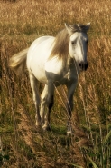 Nome File=cheval.jpg
Dimensione File=533KB
Dimensioni=667x1000
Data aggiunta=Nov 09, 2014 cheval.jpg