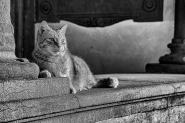 Nome File=fierezza_felina_bw.jpg
Dimensione File=534KB
Dimensioni=1200x800
Data aggiunta=Gen 20, 2015 fierezza_felina_bw.jpg