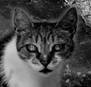 Nome File=gatti-di-strada-#1.jpg
Dimensione File=589KB
Dimensioni=1000x964
Data aggiunta=Lug 15, 2014 gatti-di-strada-#1.jpg