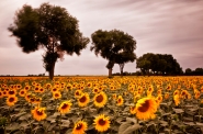 girasoli-nel-vento.jpg girasoli-nel-vento.jpg