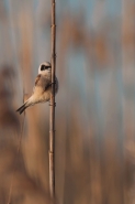 il-bandito-del-canneto-4b.jpg