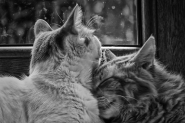 moments_in_love.jpg