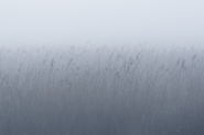 nebbia_in_palude.jpg nebbia_in_palude.jpg