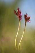 orchidea-passo-di-dante-2b[1].jpg