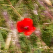 Nome File=papaveri-mossi-3.jpg
Dimensione File=584KB
Dimensioni=1000x1000
Data aggiunta=Mag 09, 2016 papaveri-mossi-3.jpg