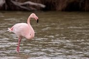 Nome File=pink.jpg
Dimensione File=459KB
Dimensioni=1200x800
Data aggiunta=Dic 30, 2014 pink.jpg