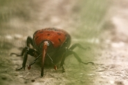 Nome File=punteruolo-rosso-1.jpg
Dimensione File=538KB
Dimensioni=1200x800
Data aggiunta=Mag 10, 2016 punteruolo-rosso-1.jpg