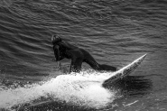 surf-21-bw.jpg